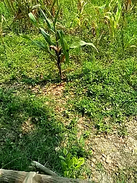 kummuduabbai online show from April 26, 2026, 5:05 am