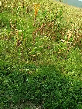 kummuduabbai online show from April 28, 2026, 9:24 am